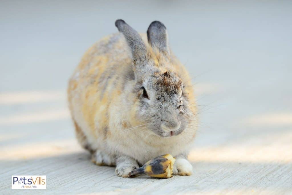 a rabbit eating banana