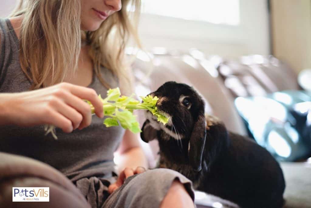 a rabbit eating celery