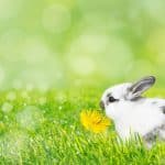 a rabbit eating dandelions