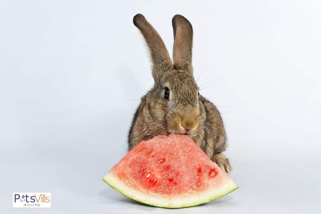 a rabbit eating watermelon