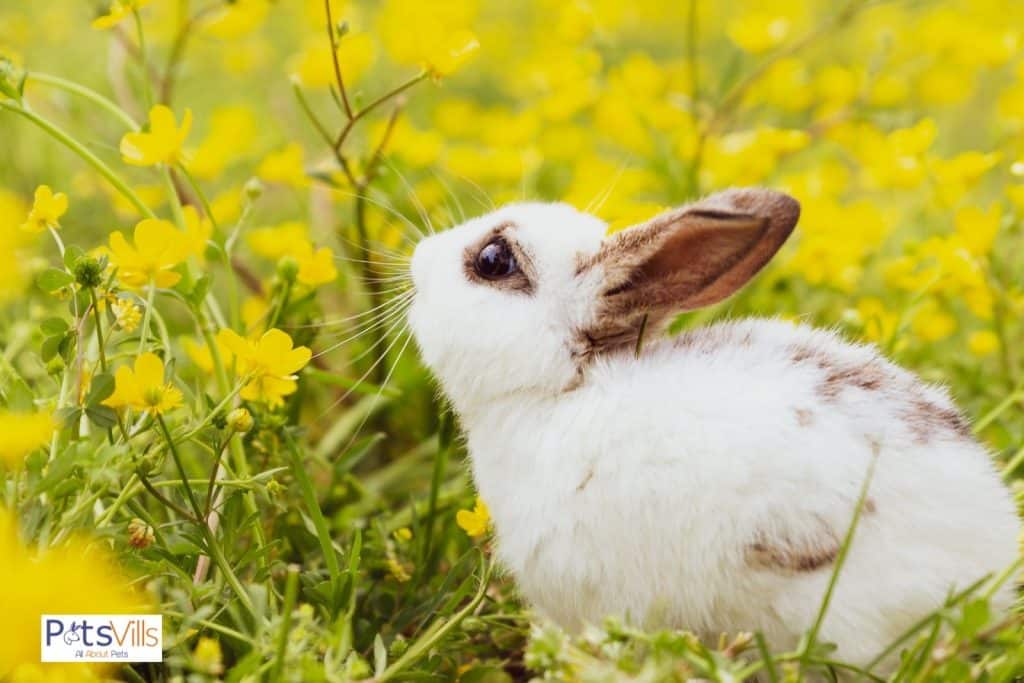 rabbit smelling flowers
