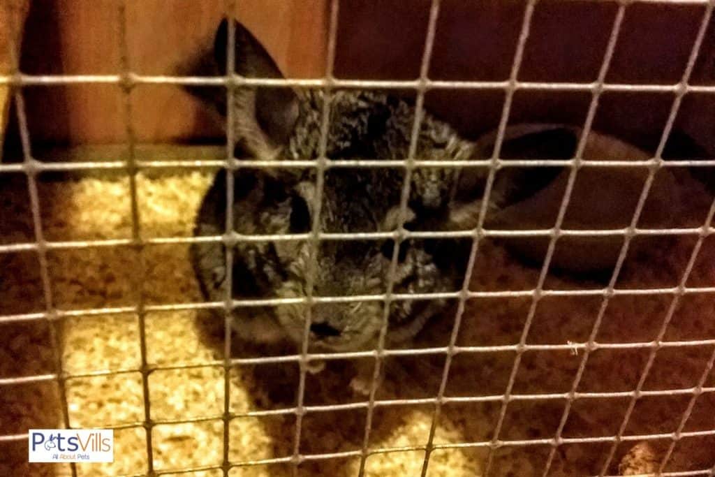 a chinchilla in of the best chinchilla cages