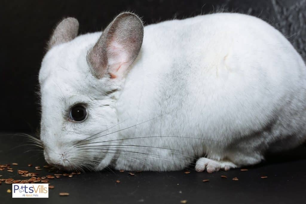 a chinchilla eating seed
