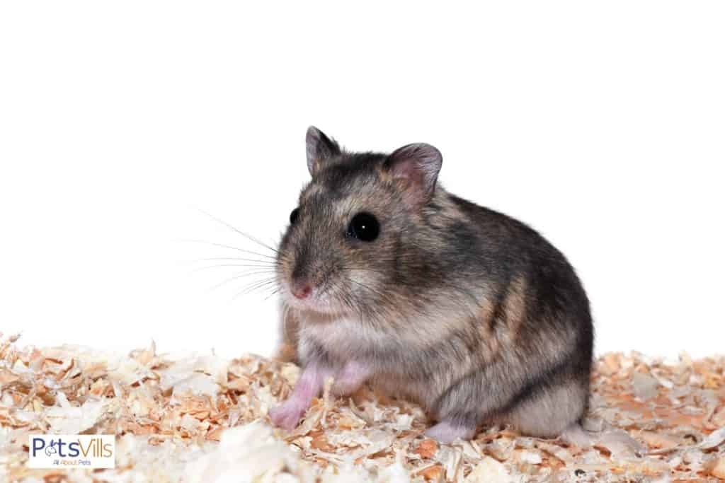 a chinese dwarf hamster