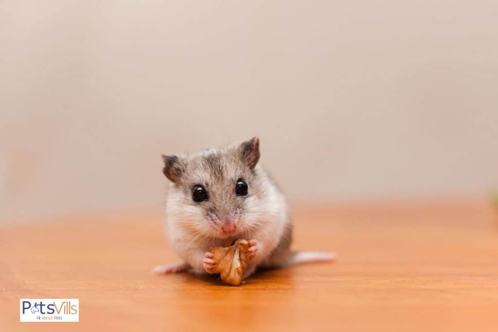a cute chinese hamster
