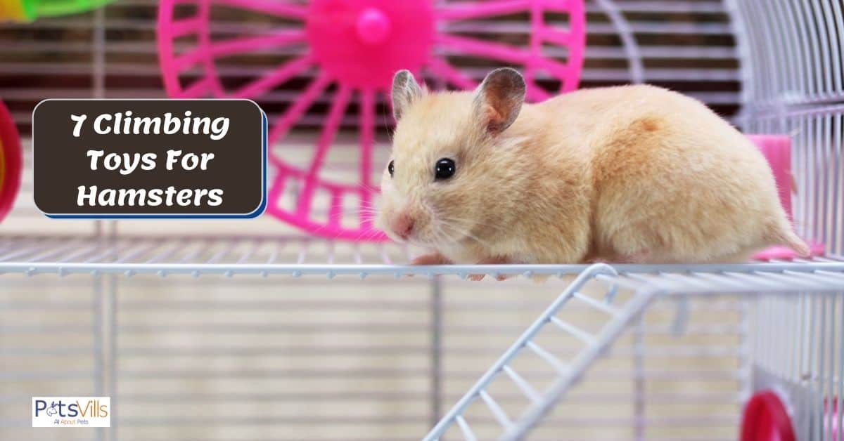 Hamster Hedgehog Rainbow Arch Bridge Small Animal Play Ladder Climb Kit Toy WYKsoku Pet Toys Pink 