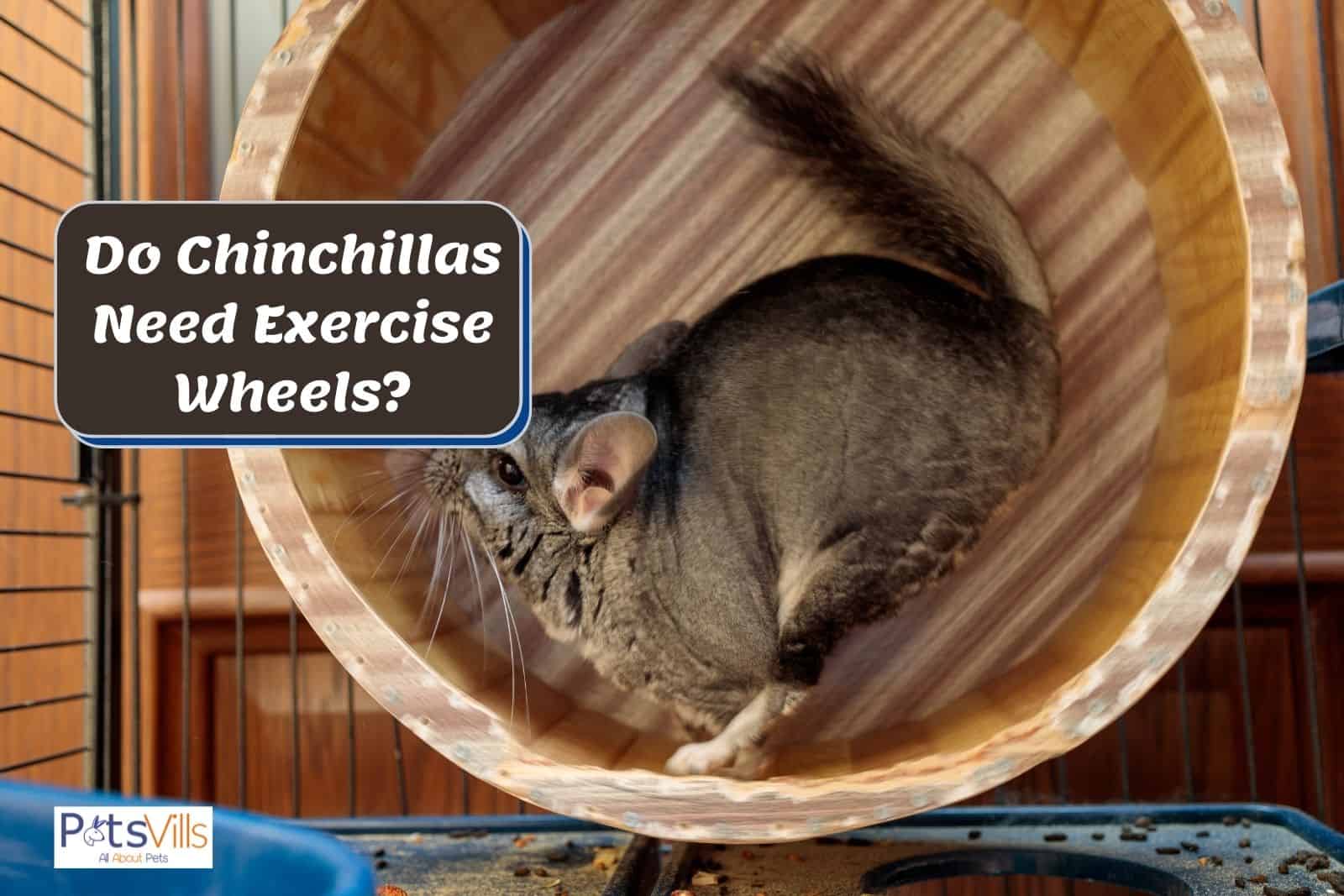 a chinchilla is running on exercise wheel