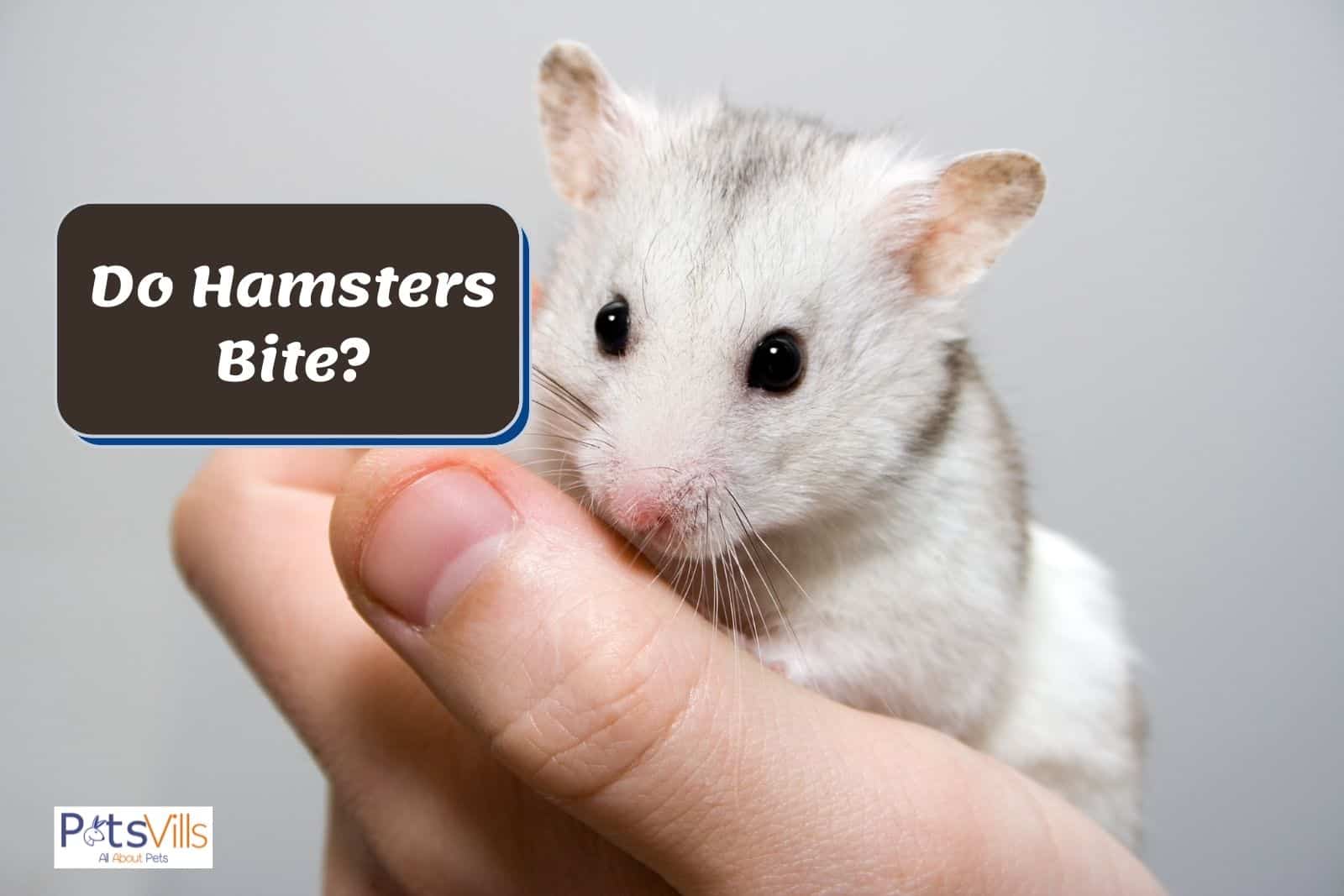 a cute hamster in girls' hand