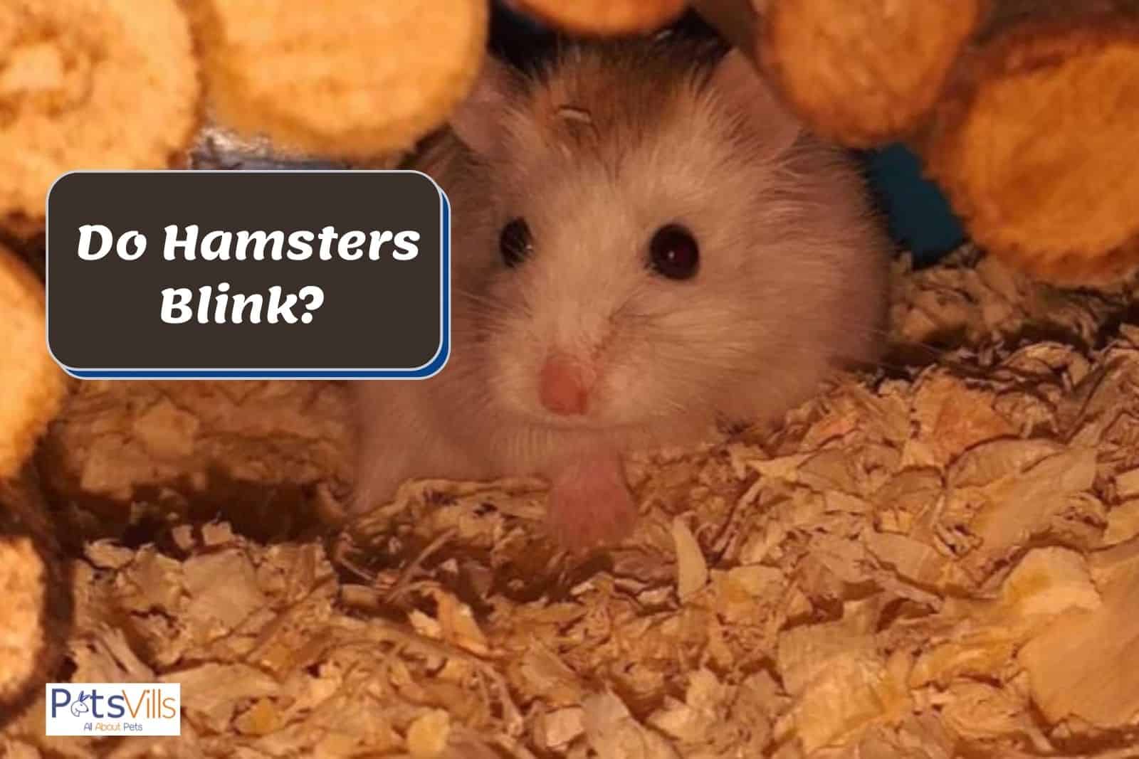 a hamster blinking an eye