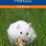 a hamster trying to eat peanuts, can hamsters eat peanuts