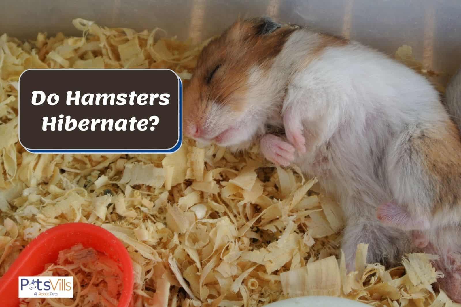 a hamster sleeping in a cage, how long do hamsters hibernate