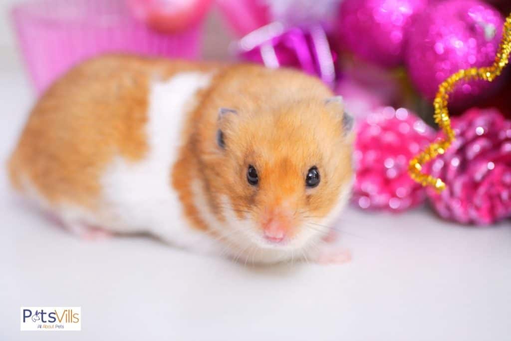 a cute lonely hamster 