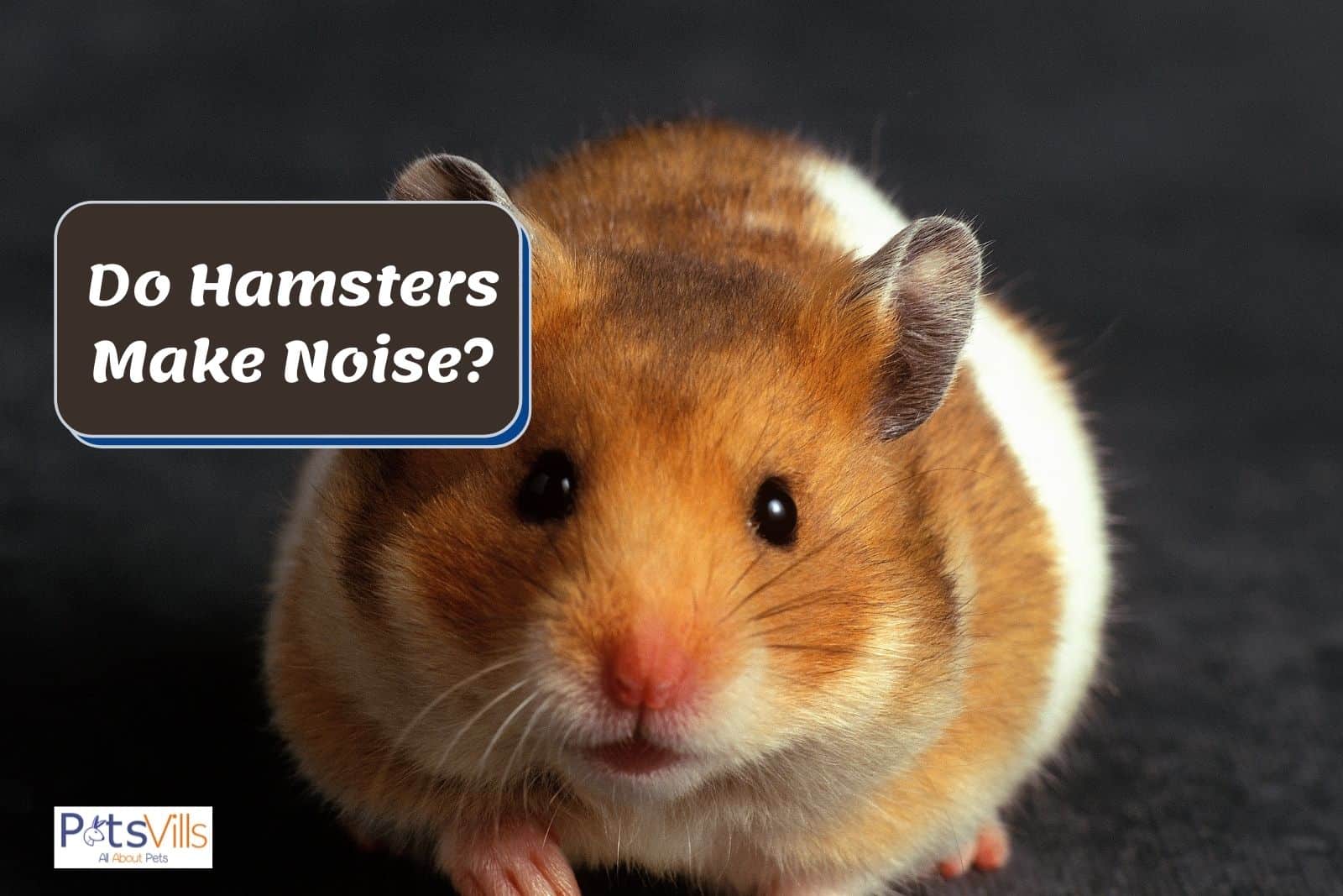 a hamster, do hamster make noise