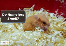 Do Hamsters Smell? [How to Train Them to Use a Litter Tray]