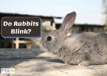 Do Rabbits Blink? (Eyesight, Eye Problems, and Treatments)