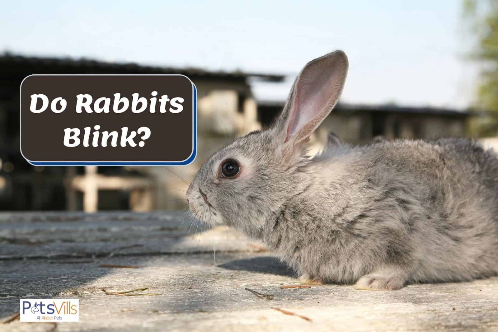 a rabbit with big eyes, do rabbits blink