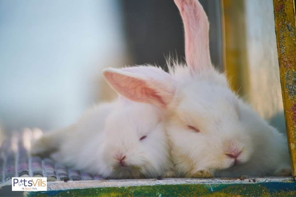 a pair of rabbit is sleeping