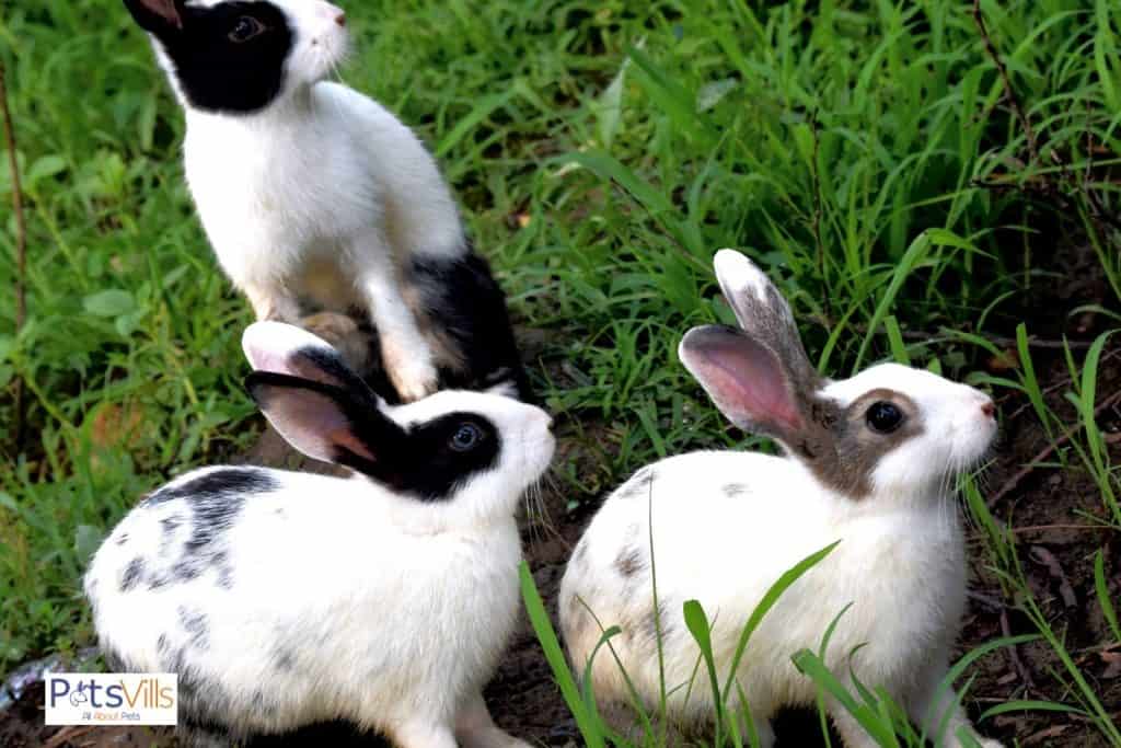 rabbits in pairs, can rabbits live alone?
