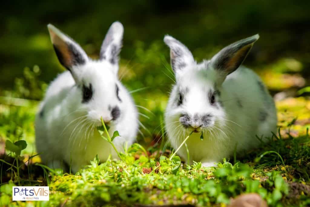  a pair of rabbit