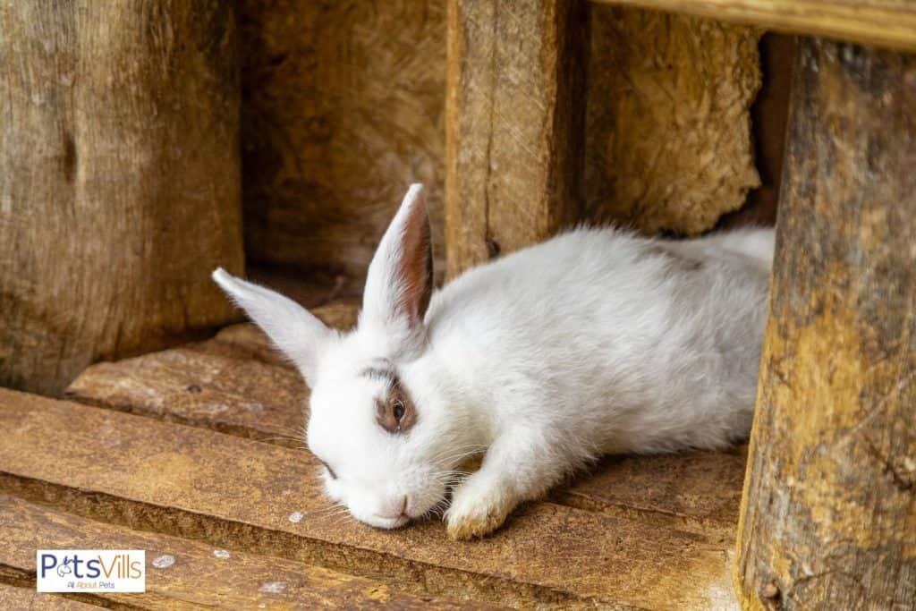 a rabbit sleeping with eyes open