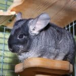 a chinchilla with with less hair on coat, are chinchillas friendly