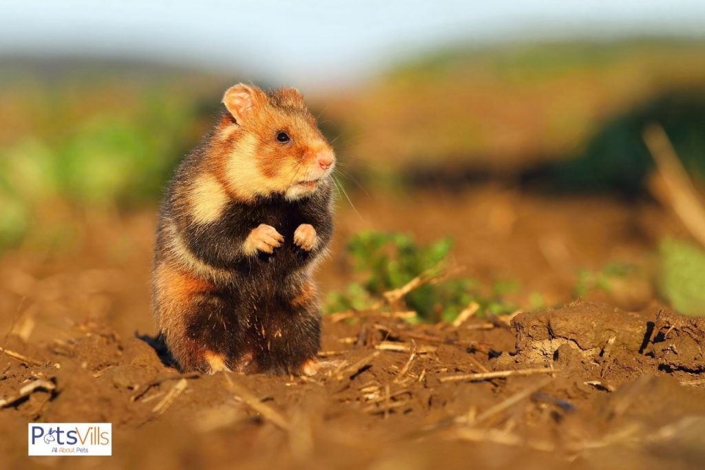 a hamster roaming in the wild but do hamsters attract mice?