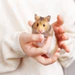a hamster in hand, do hamsters like to be held