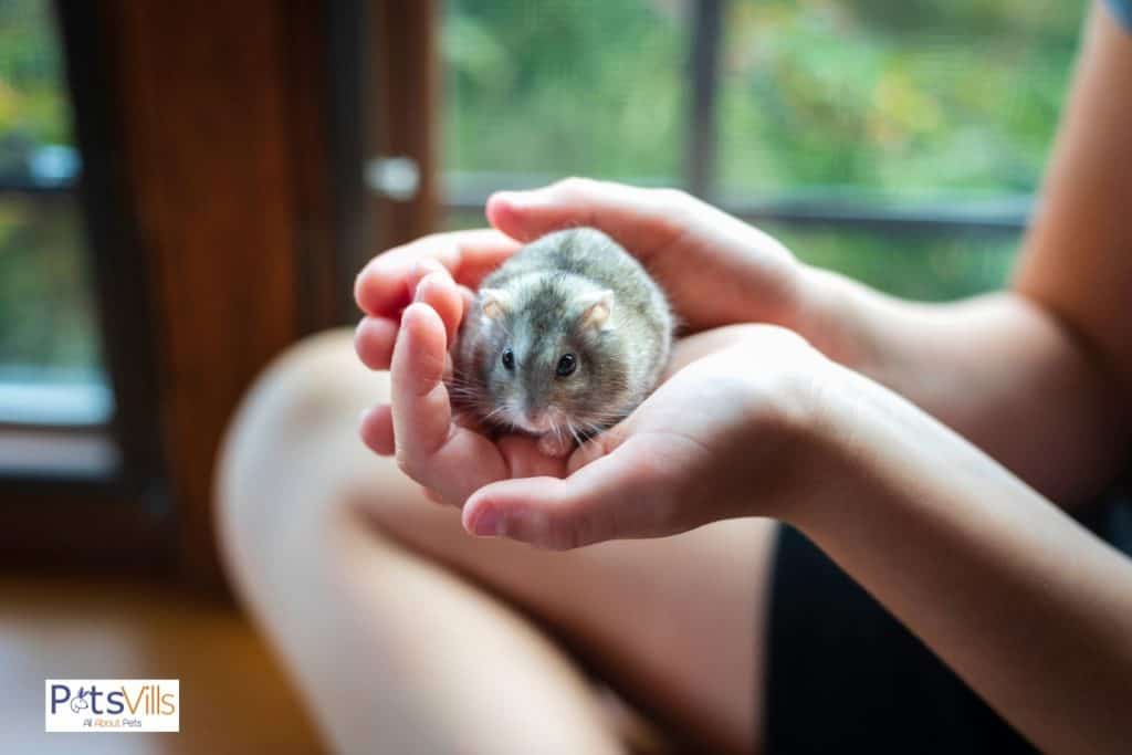 a hamster enjoying being petted, do hamsters like to be held 