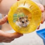 hamster in an exercise ball