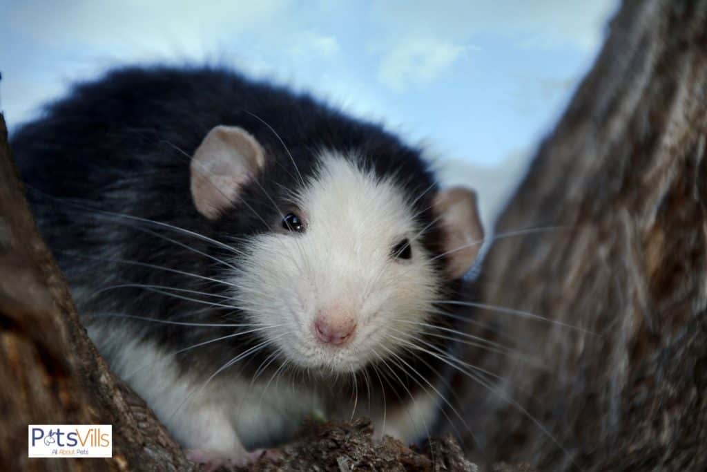 a rat from the dumbo rat breeds