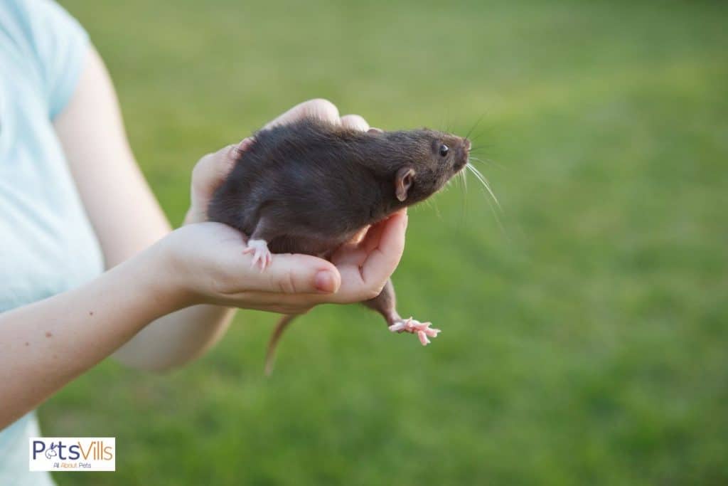 a women taking care of her dumbo rat