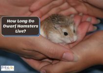 How Long Do Dwarf Hamsters Live? (Life Expectancy & More)