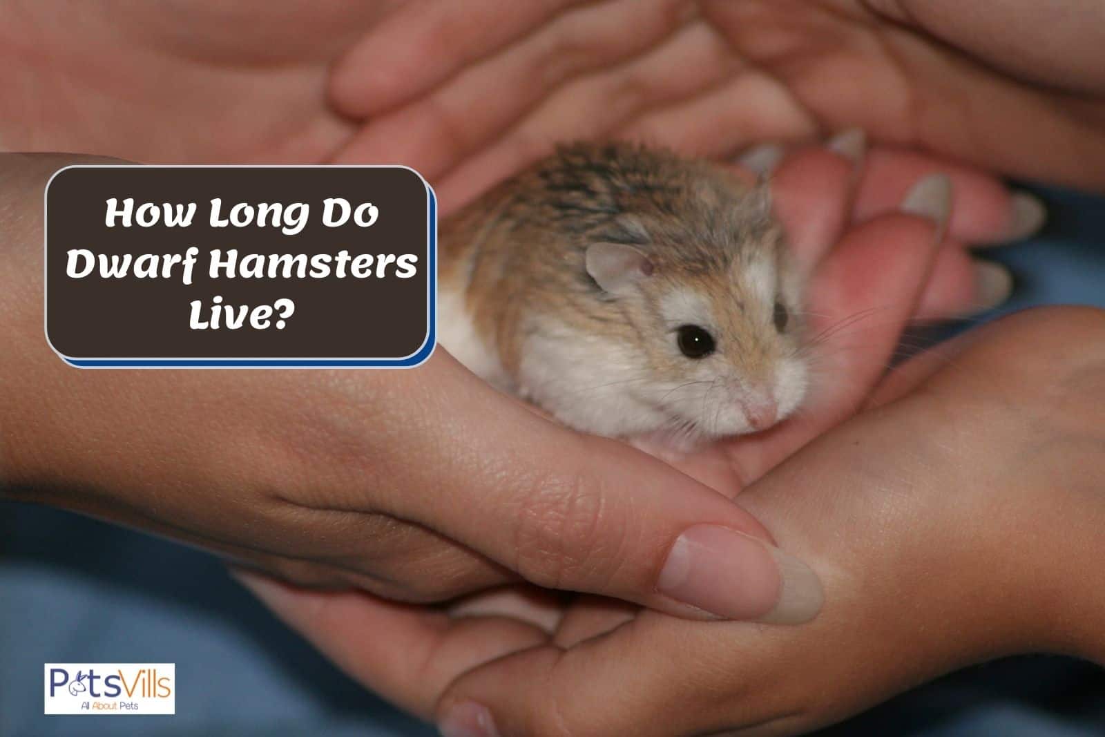a dwarf hamster in a girls hand