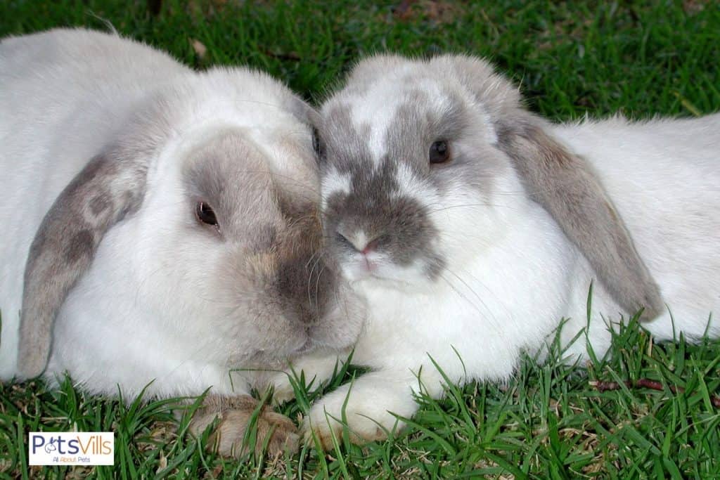 english lops rabbit couple