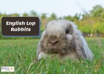 English Lop Rabbits (Looks, Behavior, & How to Care for Them)
