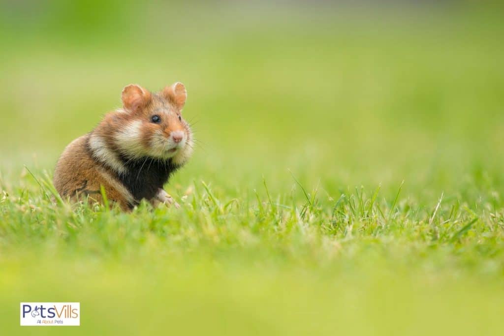 a cute european hamster