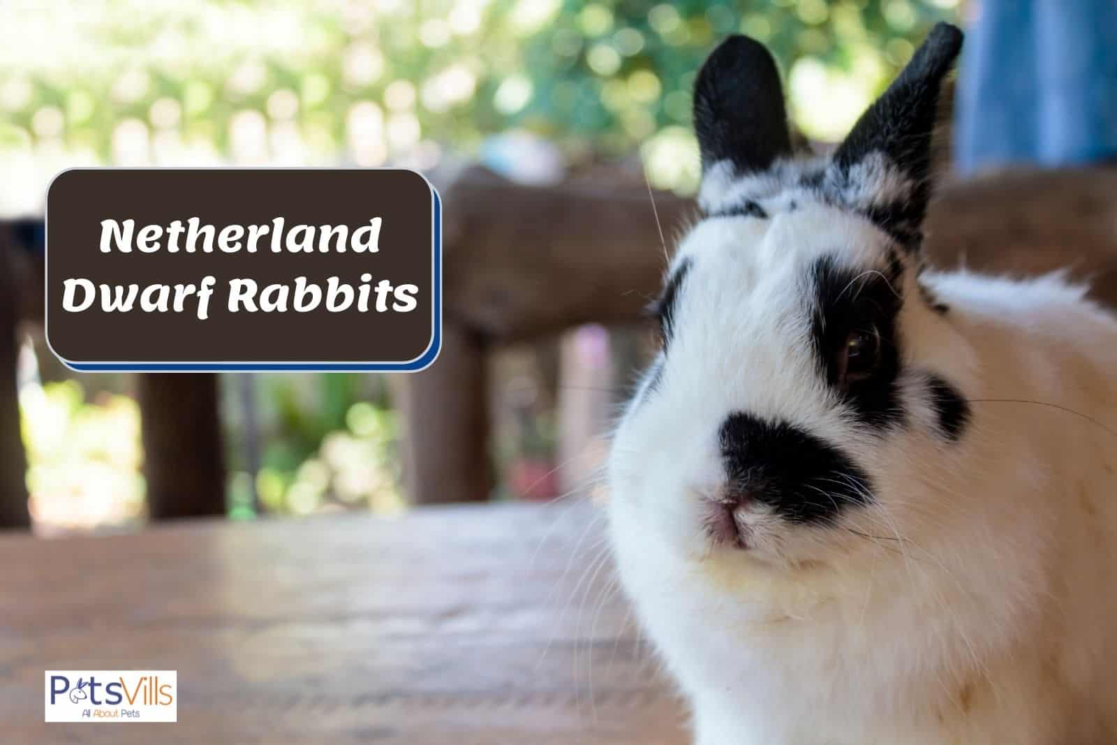 netherland dwarf rabbit at lounge