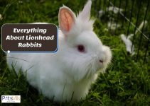 Lionhead Rabbit (Looks, Behavior, & How to Care for Them)