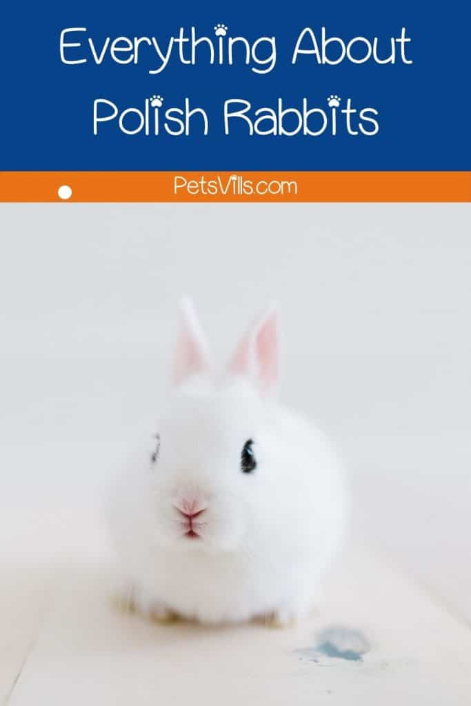 a cute polish rabbit