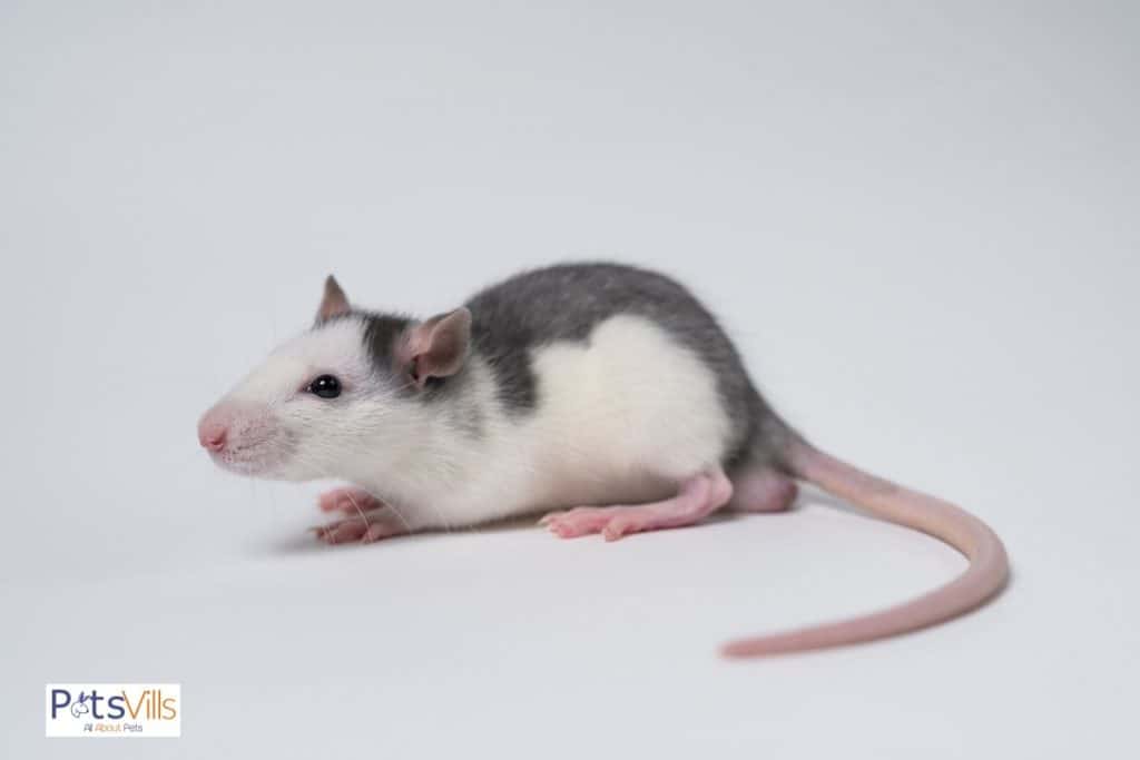 a rat from the fancy rat breeds