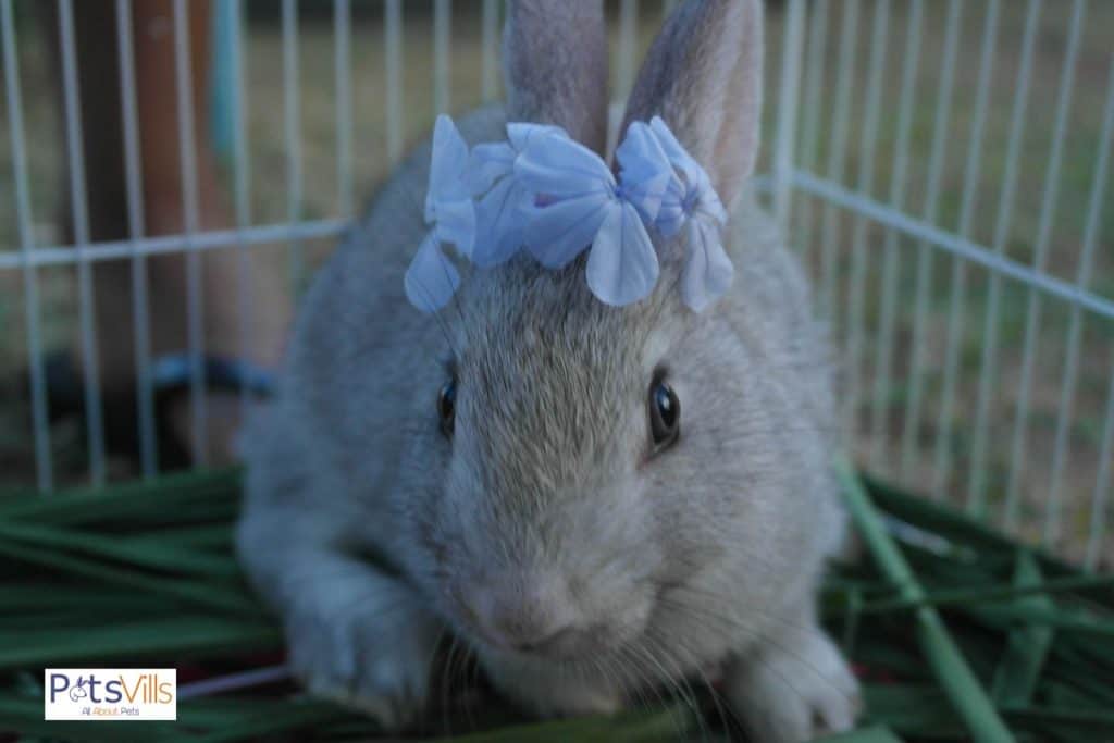 a female rabbit, cute rabbit names