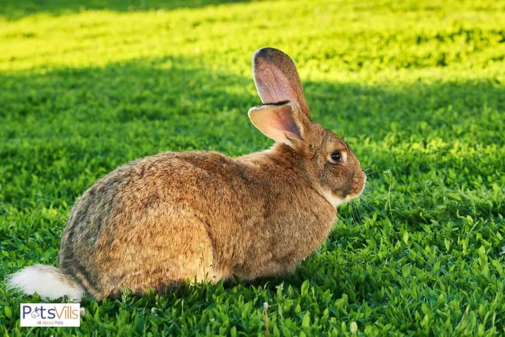 flemish giant rabbit in ground