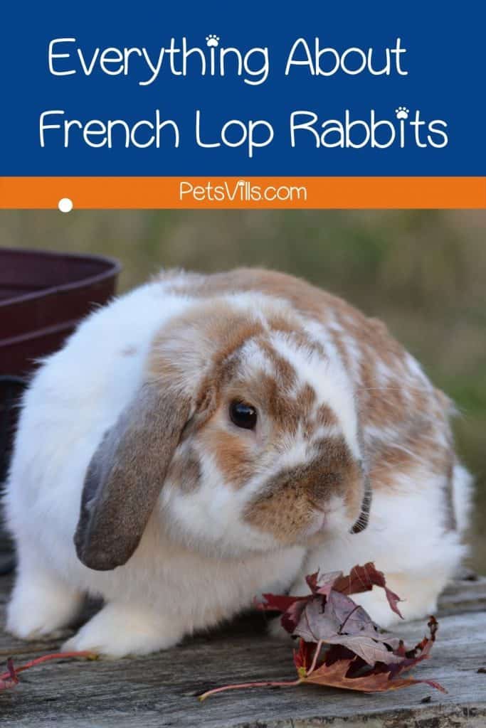 a French lop rabbit