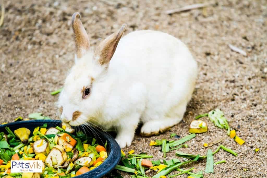 a rabbit eating fruits & vegetable