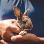a rabbit in a hand, why do rabbits bite