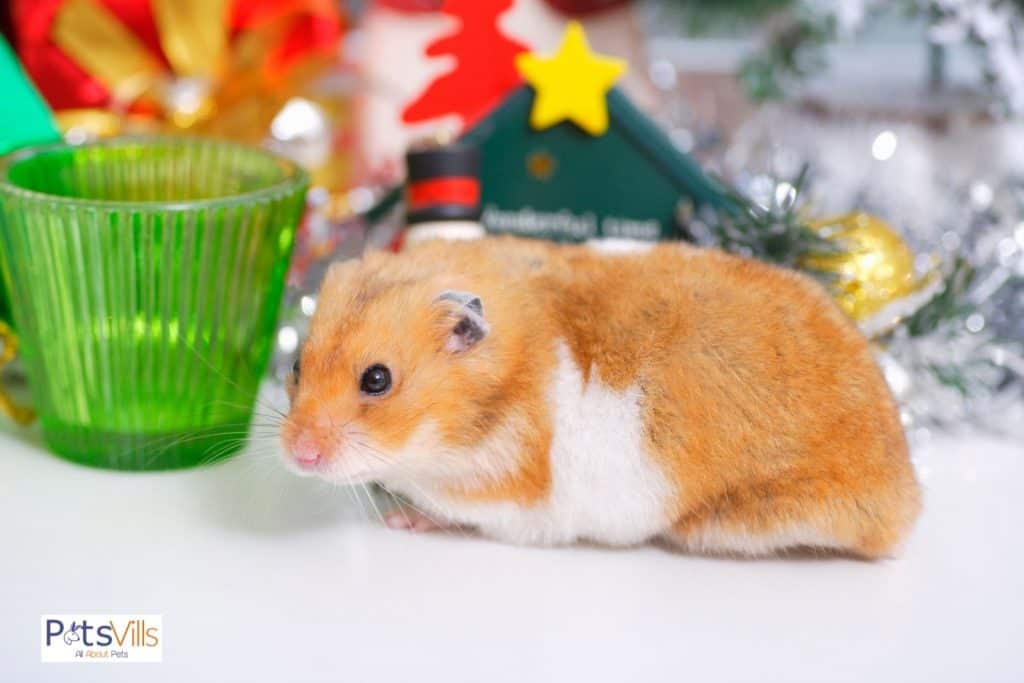 a cute gansu hamster