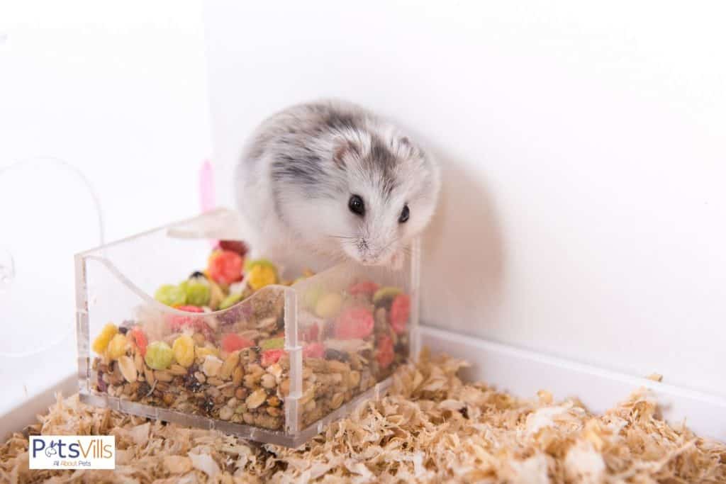 a hamster in ca cage with fresh food
