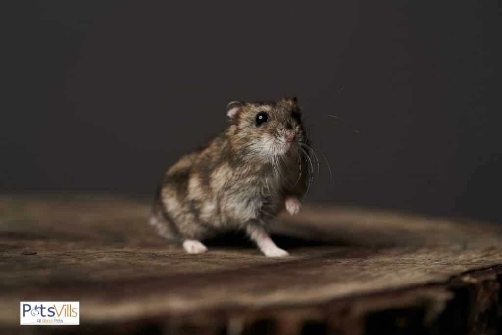 a cute grey dwarf hamster