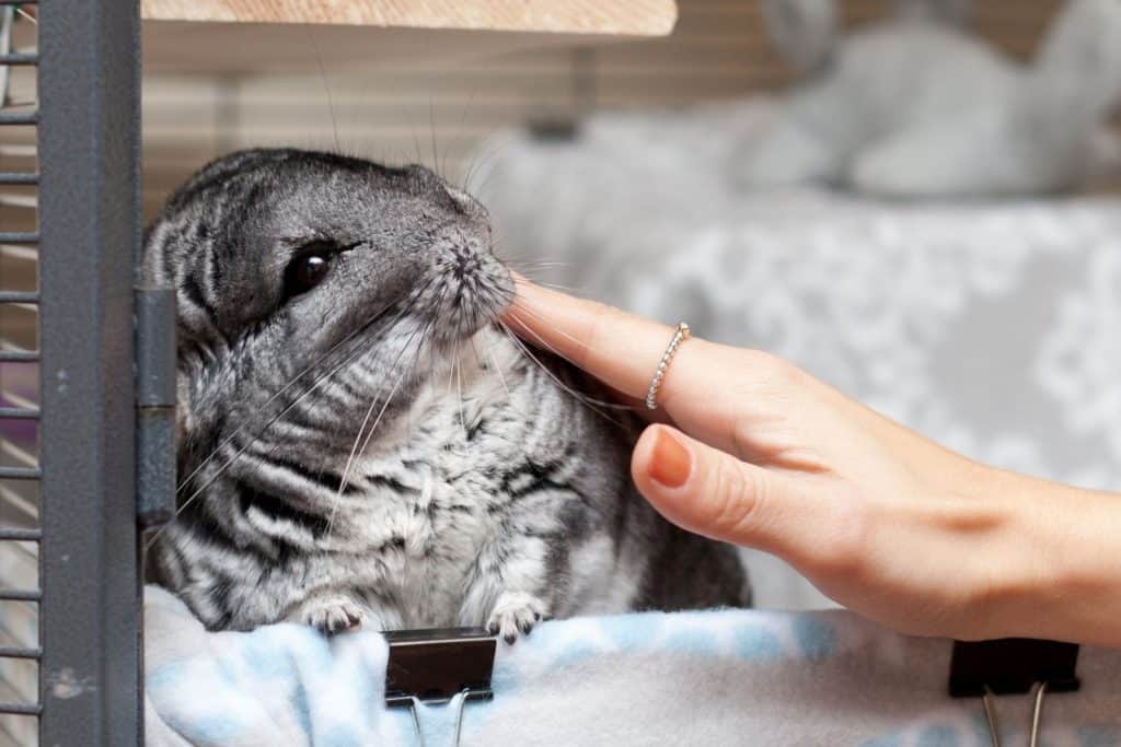 an owner cleaning her chinchilla's fur