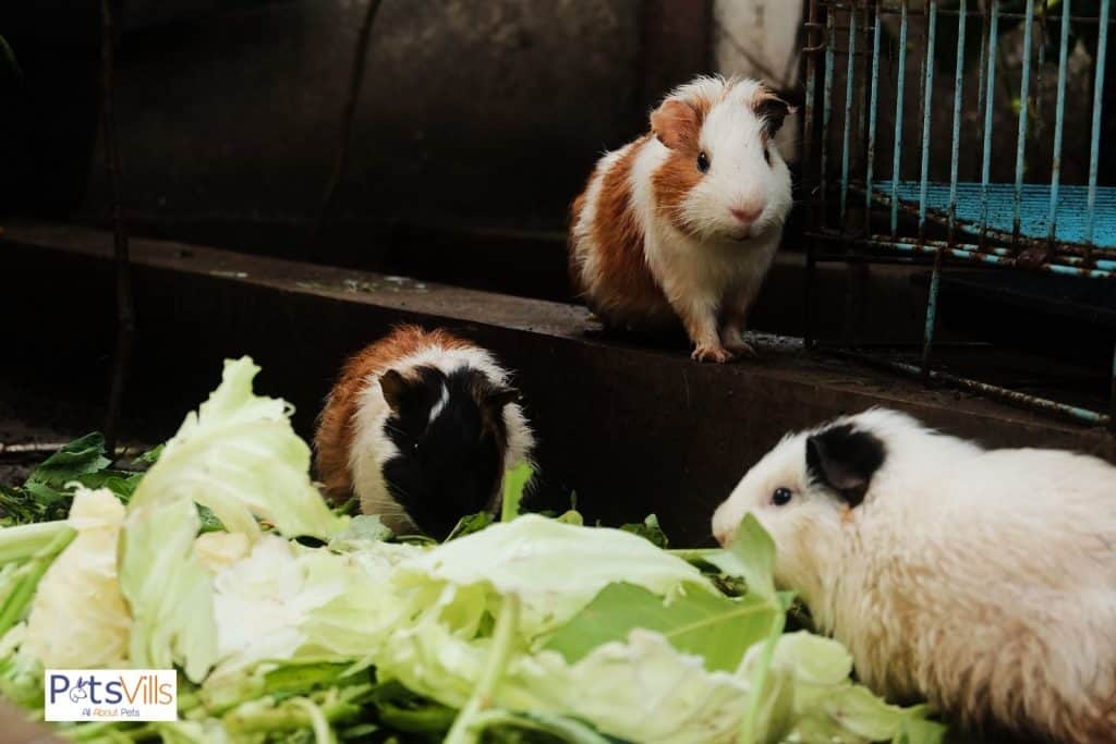 guinea pigs eating food that are best food to buy for guinea pigs